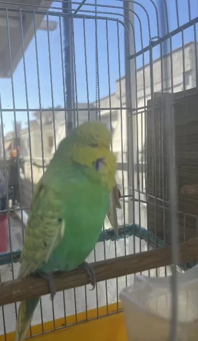 Show Erkek Muhabbet Kuşu