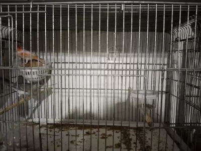 Sağlıklı Kanaryalarımız Vardır