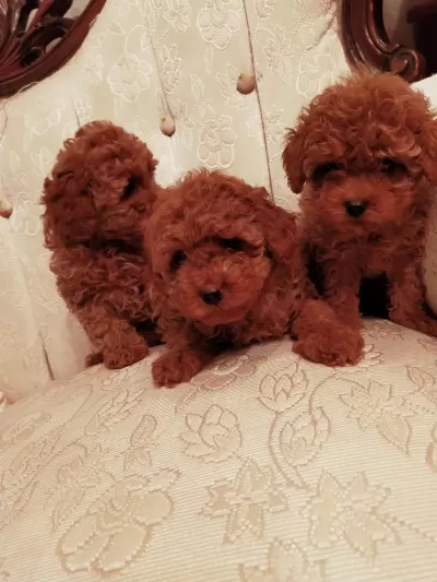 Boy Ve Kg Ram Garantili Kore Toy Poodle Lar
