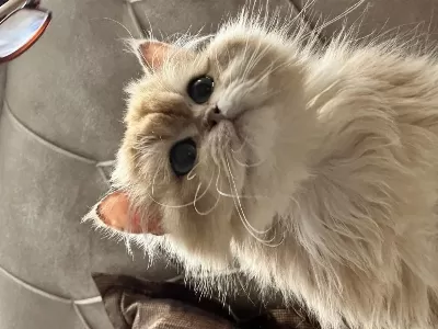 British Shorthair Golden Bebekler Ciddi Kişiler