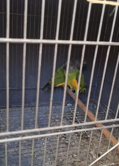 Erkek Senegal Papağani