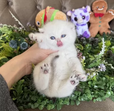 Yüksek Kalite British Shorthair Golden