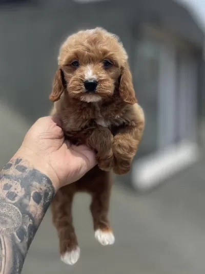 Maltipoo Yavrularımız