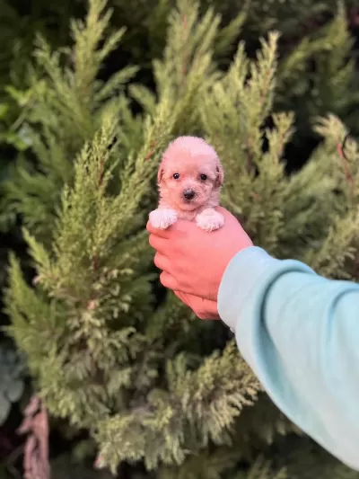 Maltipoo Yavrularımızı Canlı Görerek Alabilirsiniz