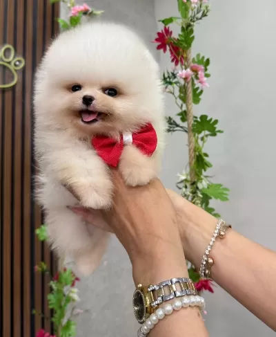 Orjinal Pomeranian Boo