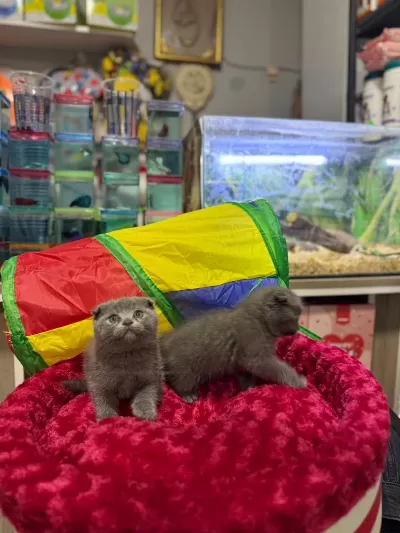 Dişi Erkek Ayıcık Surat Scottish Fold Bebekler