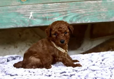 Toy Poodle İrk Garantili Yavrular