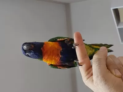 El Besleme Lori Papağanı Full Evcil