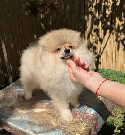 Pomeranian Boo Erkek Garantili