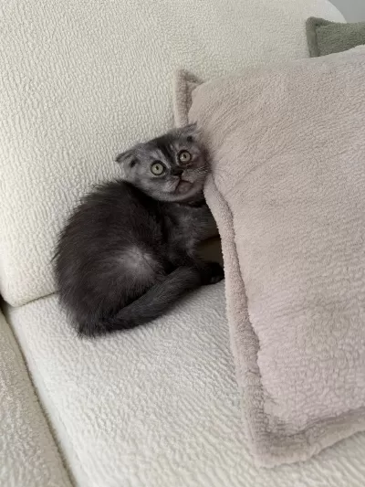 Anne Altından Baykuş Gözlü Scottish Fold Kızımız Oyuncu