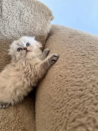 Scottish Fold Dişi Ve Erkek Kardeşler