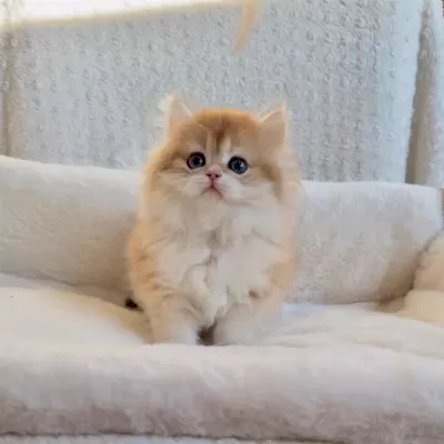 Blh 2 Aylık Erkek British Longhair