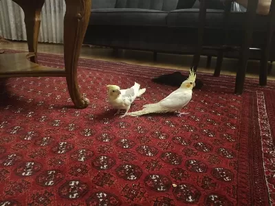 Sultan Papağanı 2 Adet