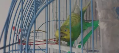 Adi Fistik Yeşil Renk Ve Konuşkan Muhabbet Kuşu