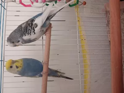 Harika Takım Muhabbet Kuşu