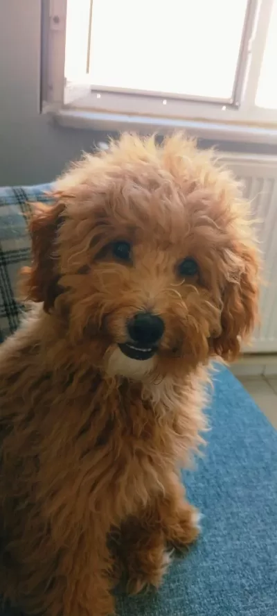 Yetişkin Dişi Maltipoo