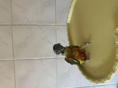 El Besleme Konur Papağani