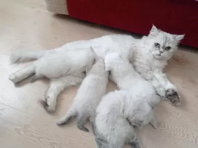 Yavru Kedilerimiz 25 Günlük Rezerve Ye Açıktır