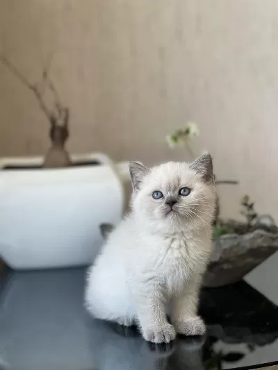 Boncuk Gözlü Blue Point British Shorthair Yavrum