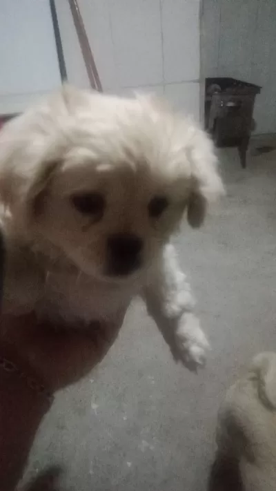 A Kalite Albino Pekinez Yavrusu