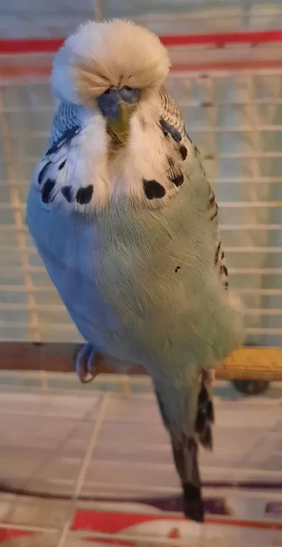 Show Jumbo Muhabbet Kuşu Erkek