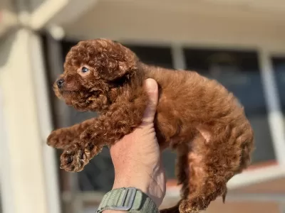 Petmode Köpek Çiftliğinden Tea Cup Kore Poodle