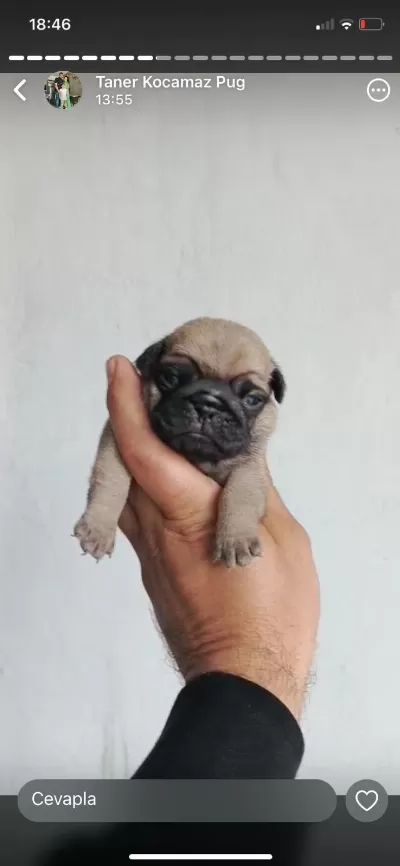 Pug Mops Yavrular İrk Sağlık Garantili