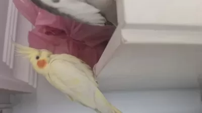 Konuşan Yumurtlayan Çift Sultan Papağanı
