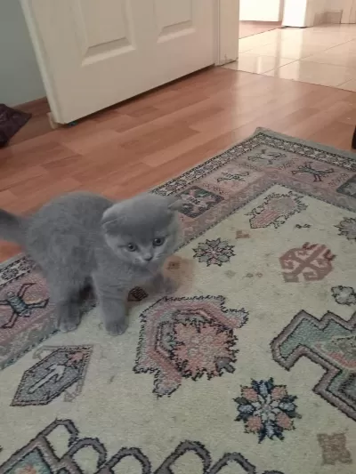 Sağlıklı Erkek Scottish Fold