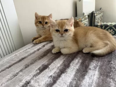 Mükemmel British Shorthair Golden Yavrular
