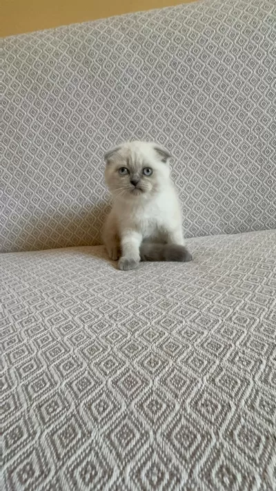 Scottish Fold Ve British Shorthair Yavrularımız