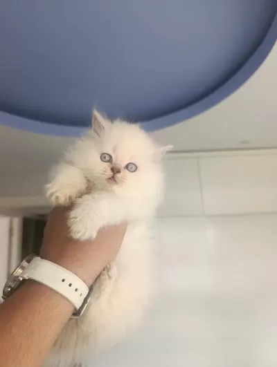 British Longhair Yavrularim