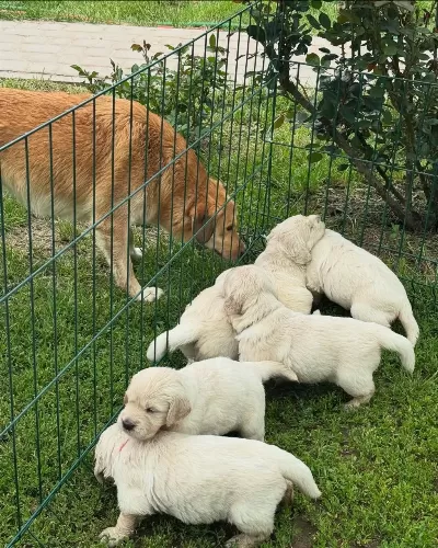 Golden Retriever Kapıda Ödeme Hizmetimiz Vardır