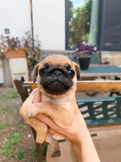 Adana Safkan Pug Sahibini Ariyor Son 3 Yavru