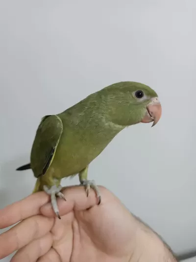 Nadir Mutasyon Haki Renk Bebek Pakistan Papağanı