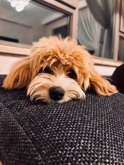 1 Yaşında Tuvalet Eğitimli Sütlü Karamel Renk Maltipoo