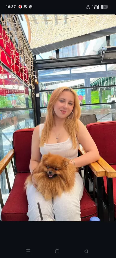 Pomeranian 3 Yaş Dişi