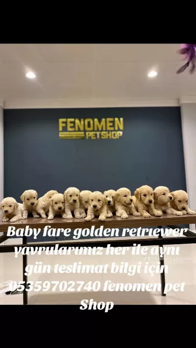 Baby Face Golden Retriever Yavrulari Safkan Belgeli
