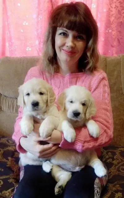 Golden Retriever Adrese Teslim Hizmetimiz Vardır