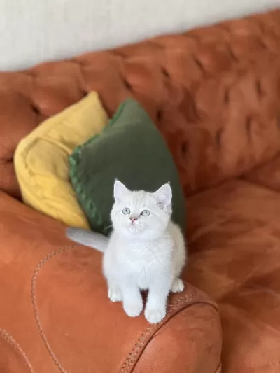 A Kalite British Shorthair Yavrum