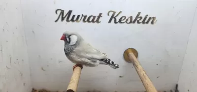 Pastel Zebra Finch Takımlar