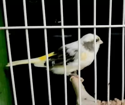 Kanarya İçin Açıklamaları Okuyalım