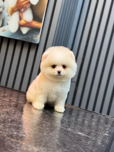 Pomeranian Boo Yavrularim