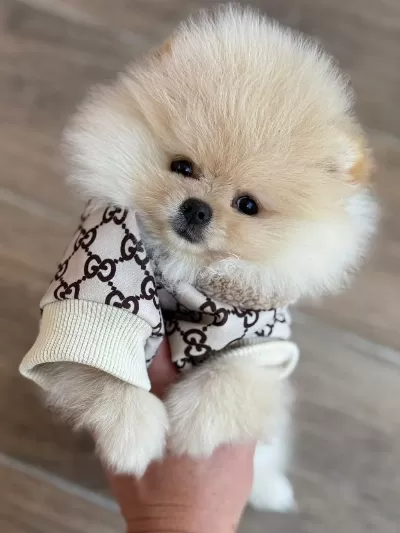 Boo Garantili Yavrularımız