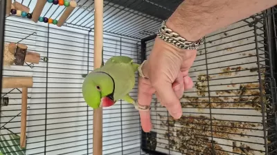 2 Yaşında Erkek Pakistan Papağanı