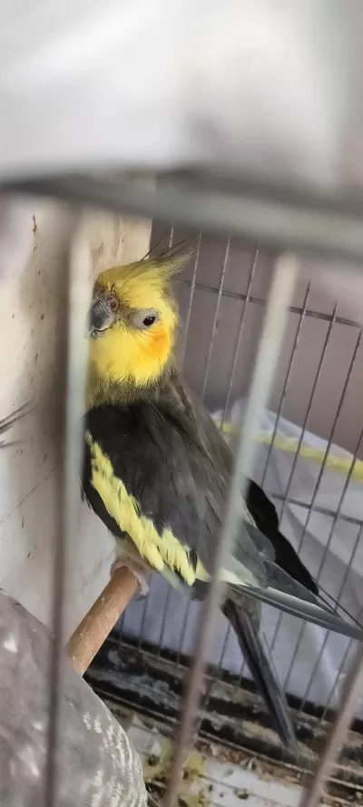 Harika Sultan Papağanları