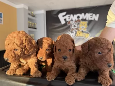 Shoooowwww Kalite Toy Poodle Yavrular Ankara Mağazamızda