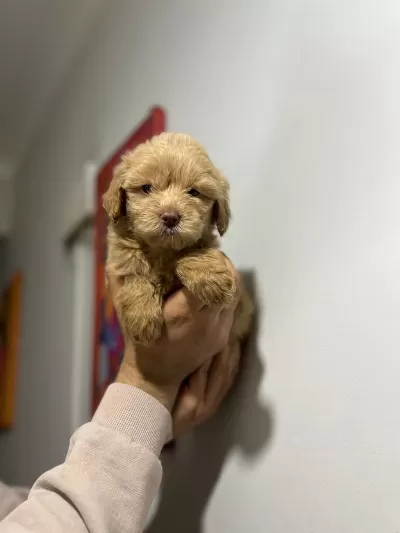 Maltipoo Adrese Teslim, Kapıda Ödeme Yapabilirsiniz