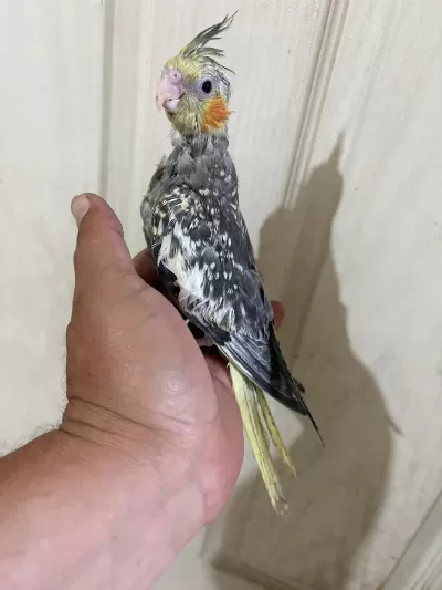 Tam 50 Günlük Kusursuz Full Evcil Sultan Bebek