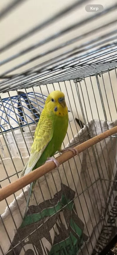 Sağlıklı Erkek Muhabbet Kuşu 1,5 Yaşında